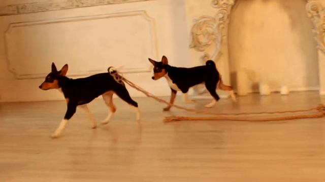 Малыши басенджи смотреть онлайн