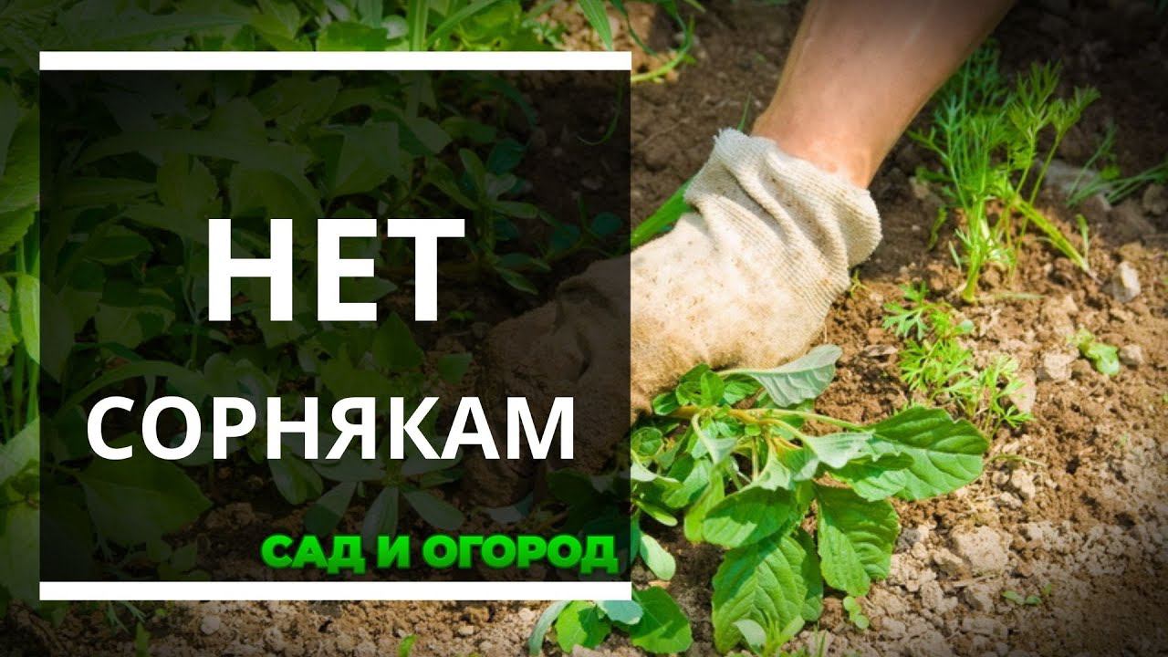 Народное средство, искореняющее все сорняки