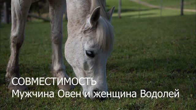 Совместимость мужчины Овна и женщины Водолея