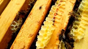 Как пчёлы делают мёд