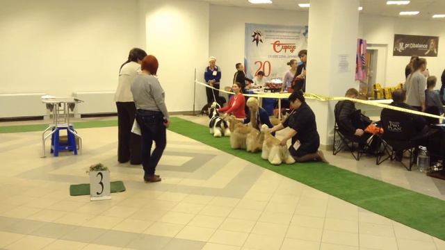 2014.11.22 Волгоград. Ам.кокеры-выбор ЛПП смотреть онлайн