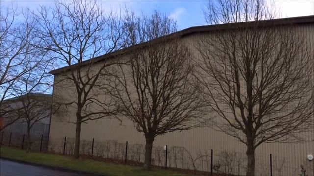 Sessile oak (Quercus petraea) - tree - January 2018 смотреть онлайн