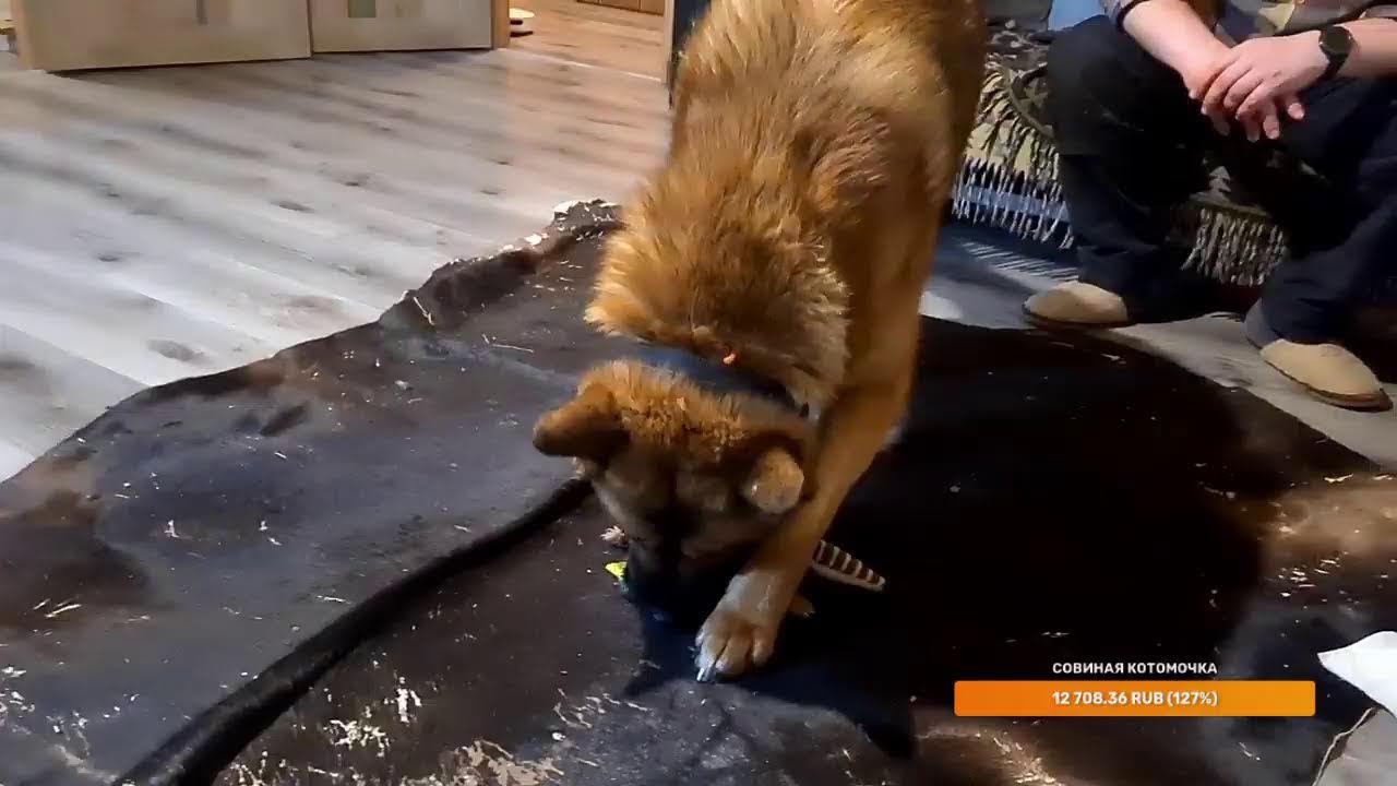 Yoll's добрый Stream. Вечерний общительный