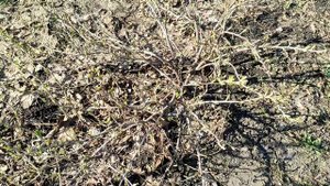 Весна.. обзор моего участка. влог..mp4