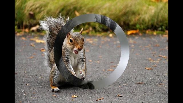 Кавказская белка смотреть онлайн