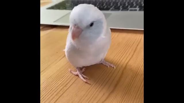 Смешные птички 1