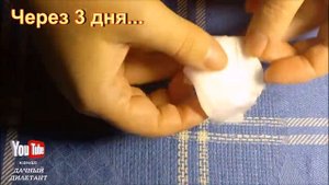 Пеларгония Квантум. Посевы в декабре.