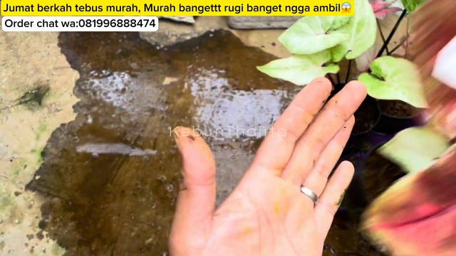 SALE SALE SALE JUMAT BERKAH PAKET TEBUS MURAH AMBYAR