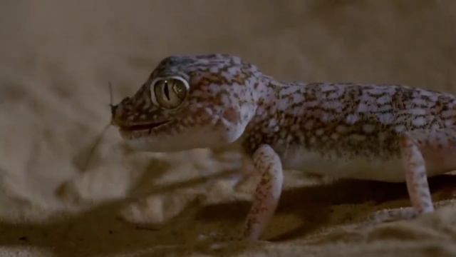 Чем опасны гекконы, некоторые нападения смотреть онлайн
