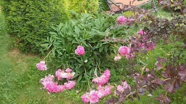 8 соток в Подмосковье 9 июля. Сад после ураганного ливня смотреть онлайн