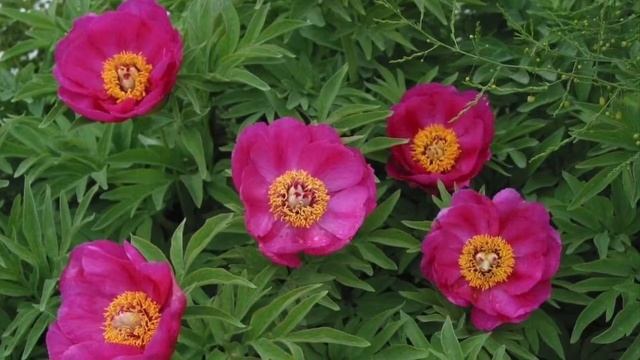 ПИОН УКЛОНЯЮЩИЙСЯ / ЧУДО РАСТЕНИЕ / ЧУДО КОРЕНЬ / ПОЛЕЗНЫЕ СВОЙСТВА / МАРЬИН КОРЕНЬ смотреть онлайн