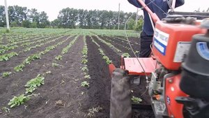 ОКУЧИВАНИЕ КАРТОШКИ 2 РЯДНЫМ ОКУЧНИКОМ .