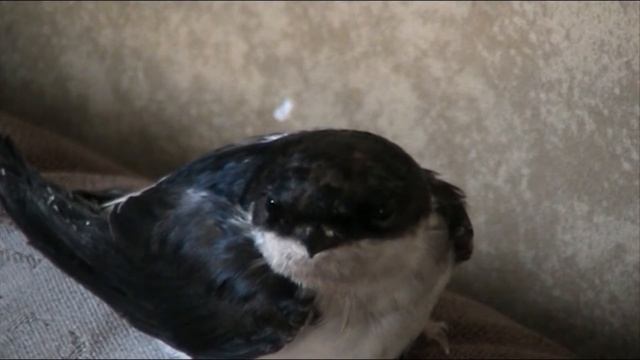 Береговая Ласточка / Riparia Riparia / Endy смотреть онлайн