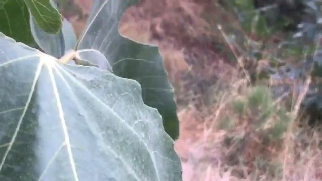 Самый опасный кузнечик смотреть онлайн