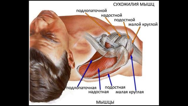 Все, что тебе нужно знать о разминке! Правильная разминка! Разминайся правильно!