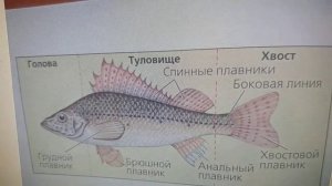 Биология. Тема урока: "Общие признаки рыб".