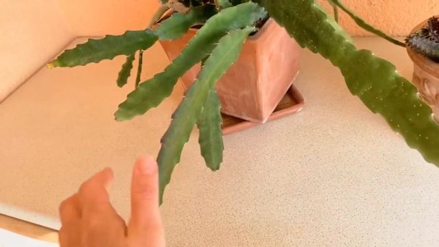 лесной кактус эпифиллум. Уход. смотреть онлайн