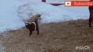 Смешные козлы и козлята. прикол смех до слезы