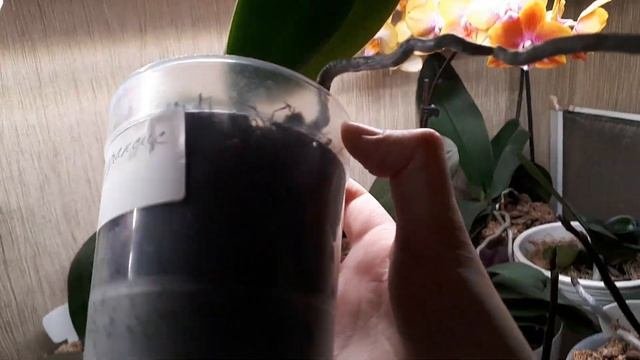 Как скоро зацветают орхидеи в размере 1,7?? мое мнение?