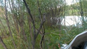 Покатуха Racer Panther (рейсер пантера) 250, 300 и Regulmoto (регулмото) ZR 250 (один с балансиром)