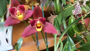 Lycaste Red Jewel “Sweet Baby “ orchid: tips on how I care for them