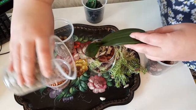 Декоративная посадка детки орхидеи в закрытую систему смотреть онлайн