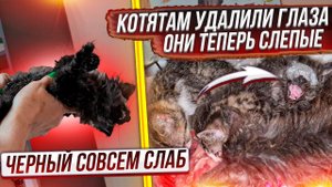 Удалили котятам с подвала глаза. Черному совсем плохо. Выживет ли? Лакомке совсем закончили лечение.