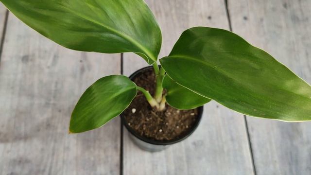 Много новых растений. Мои покупки. Остановите меня! смотреть онлайн