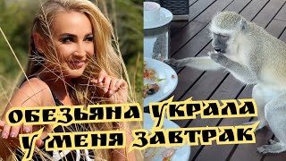 Ольга Бузова пожаловалась на наглую обезьянку в Африке.mp4