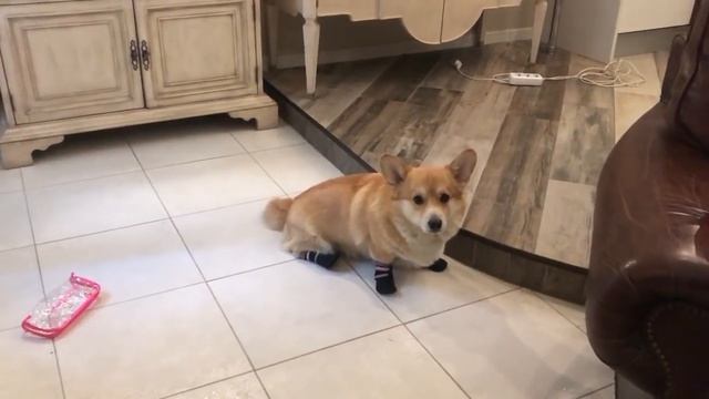 Надели первый раз ботинки на собаку / Реакция Таффи / ВЕЛЬШ КОРГИ смотреть онлайн