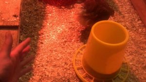 кормушки для кур, как выбрать, как расположить, для начинающих фермеров