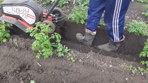 Окучиваем картошку, лёгким культиватором. Самый лучший способ.