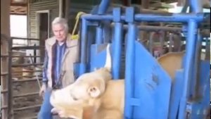 УДАЛЕНИЕ части рога КОРОВЕ. 18+