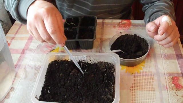 Пикировка рассады картофеля из семян