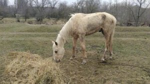 Ожеребилась  Жёлтая кобыла. Обменял Пирата на Goldy. The Yellow Mare. Traded the Pirate for Goldy.