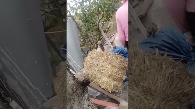 всем хорошего дня #днепр #украина #дача смотреть онлайн