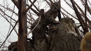 утилизация выбраковка цыплят 2 недели