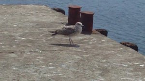 Чайка, Альбатрос или Баклан?