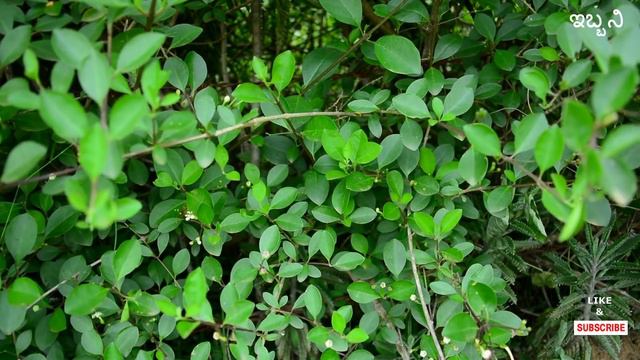 ವಿಷಮಧಾರಿ, Clerodendrun Inerme, Indian Privet. смотреть онлайн
