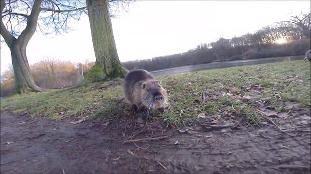 Airwheel Q3 Ausflug смотреть онлайн