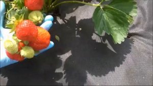 ДЕСТИНИ -  один из лучших голландских сортов клубники позднего срока созревания.