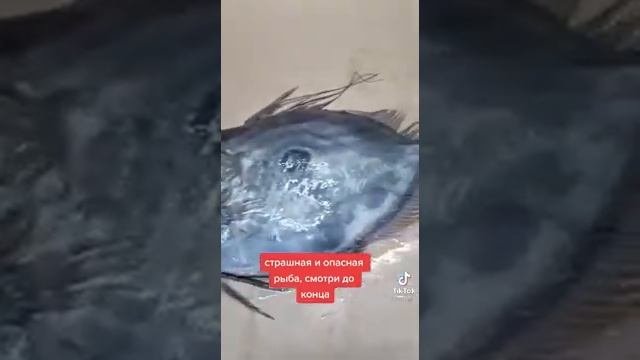 рыба солнечник