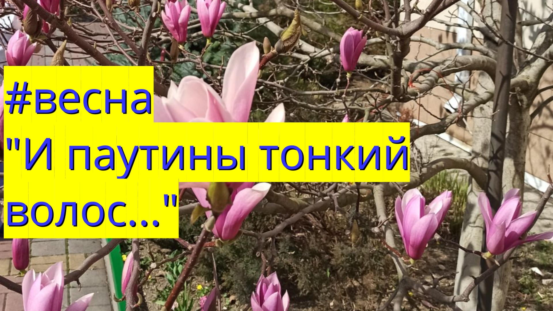 #весна И паутины тонкий волос