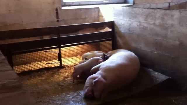 Подворье "Лукино". Поросята и их родители. смотреть онлайн