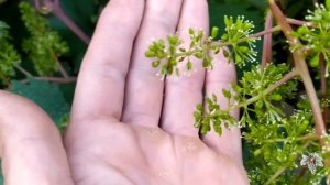 Как определить начало цветения винограда