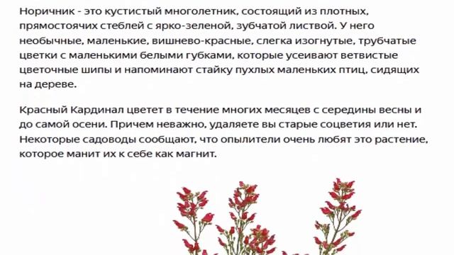Норичник Красный Кардинал смотреть онлайн