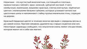 Норичник Красный Кардинал