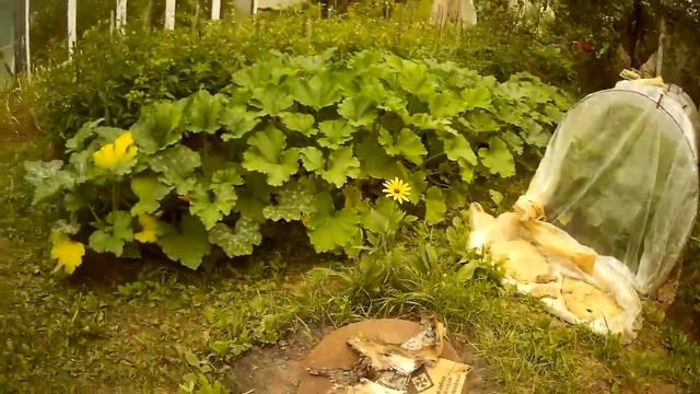 Что растет на фазенде смотреть онлайн