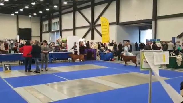 Международная выставка собак (CACIB – FCI-RKF) Гран При Весенний Питербург 2019. Ринг ТОСА ИНУ смотреть онлайн