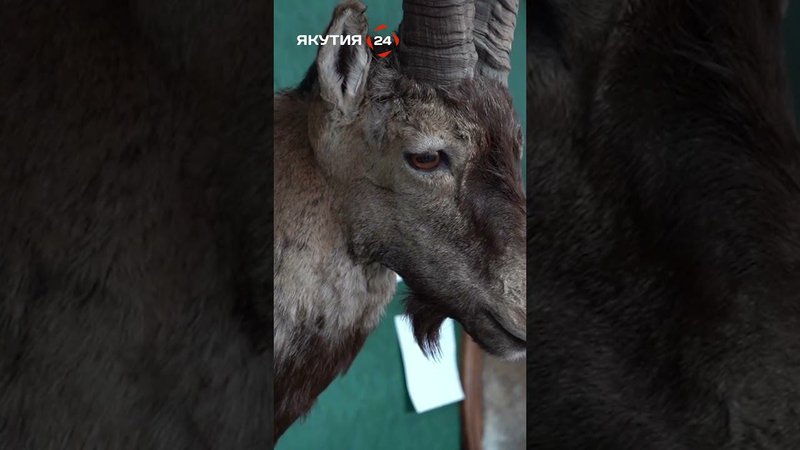 Выставка «Охота и охотничьи традиции»/Exhibition «Hunting and Hunting Traditions» #якутия #россия